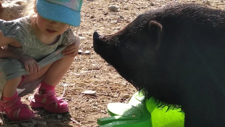 Recontre avec les animaux de la ferme