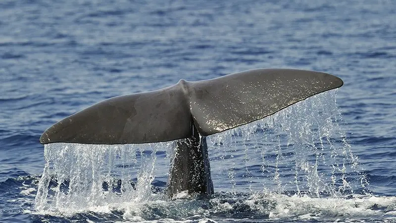 Sortie baleines et dauphins