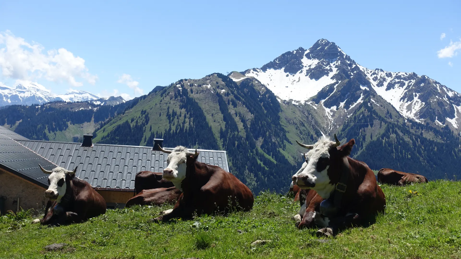La Raille - Vaches Abondance