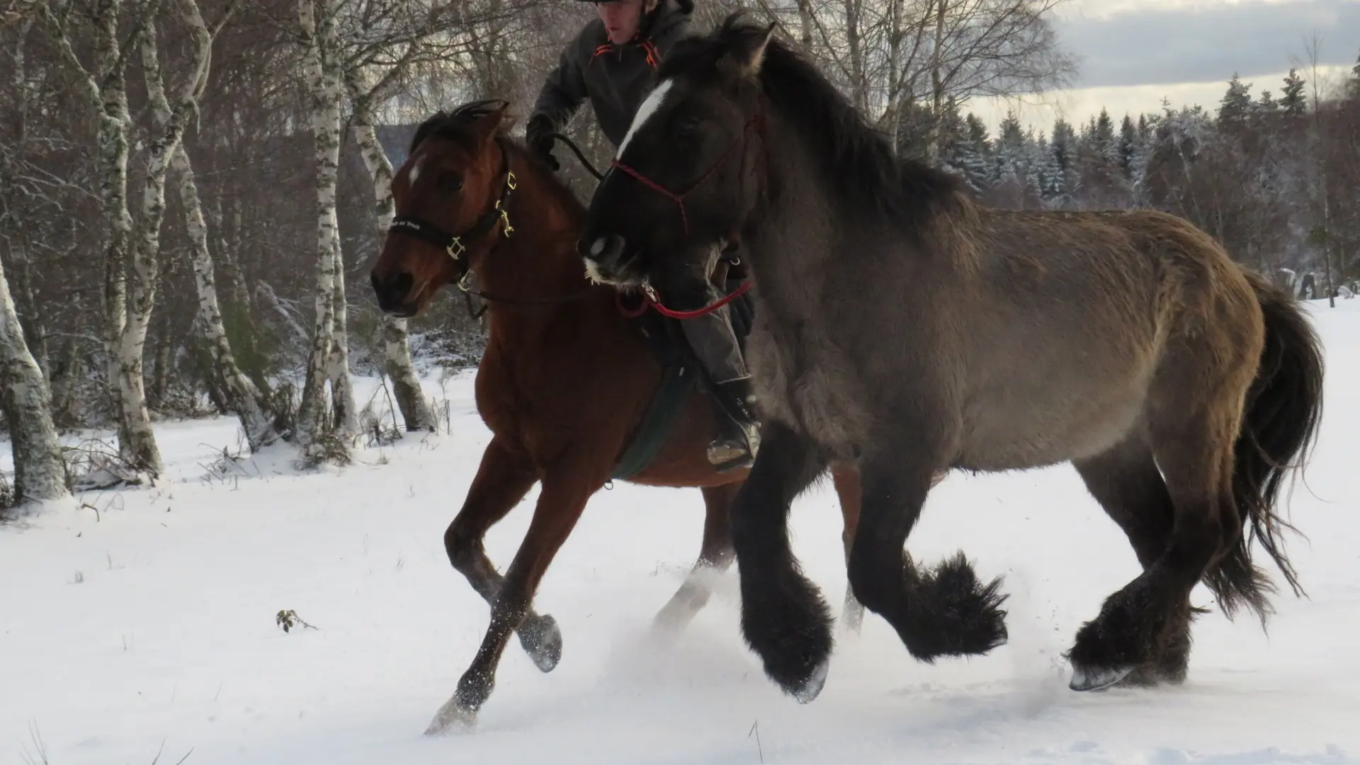 Les Chevaux de Capucine