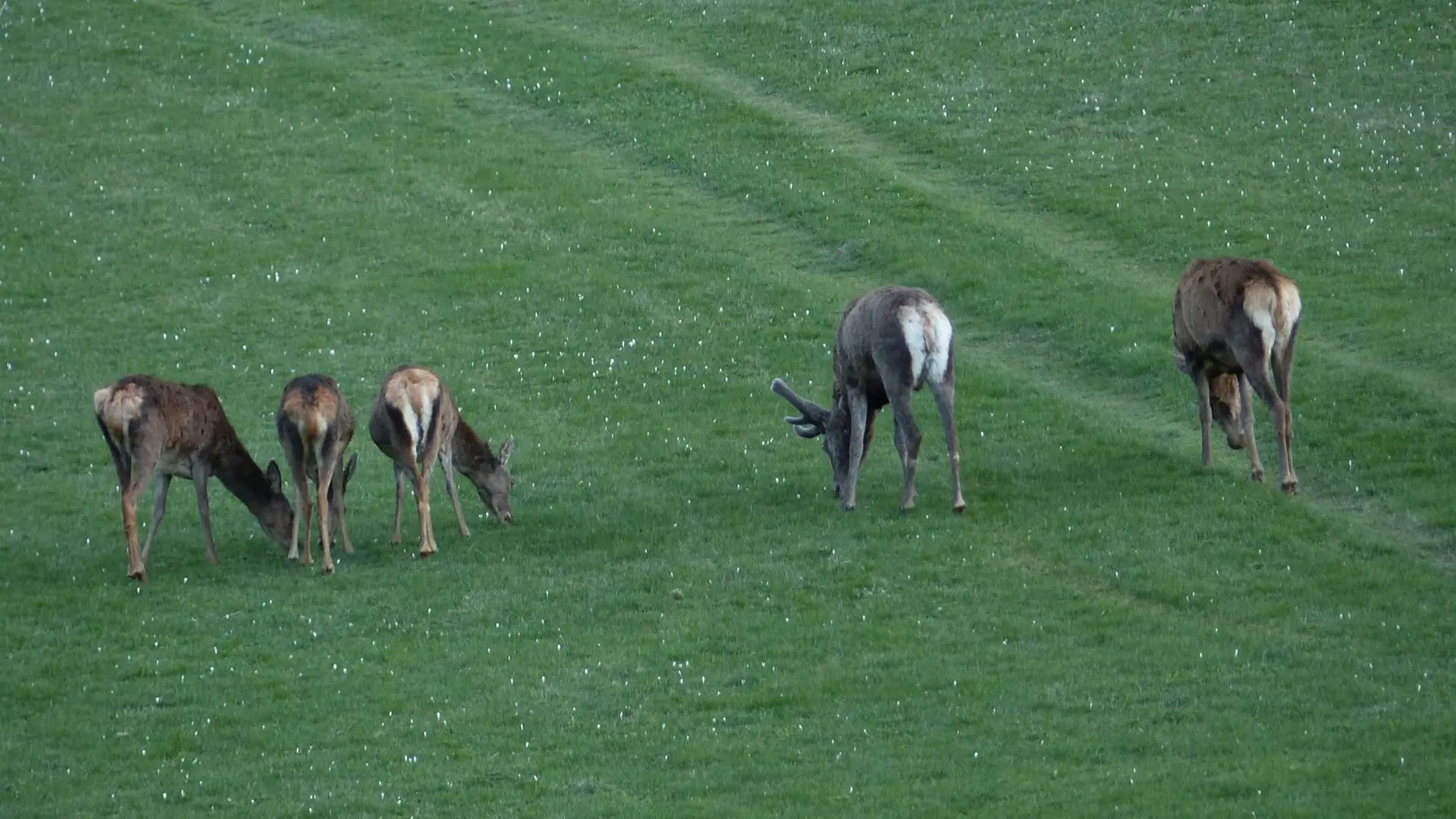 Cerfs deavant Le Chant du Mélé