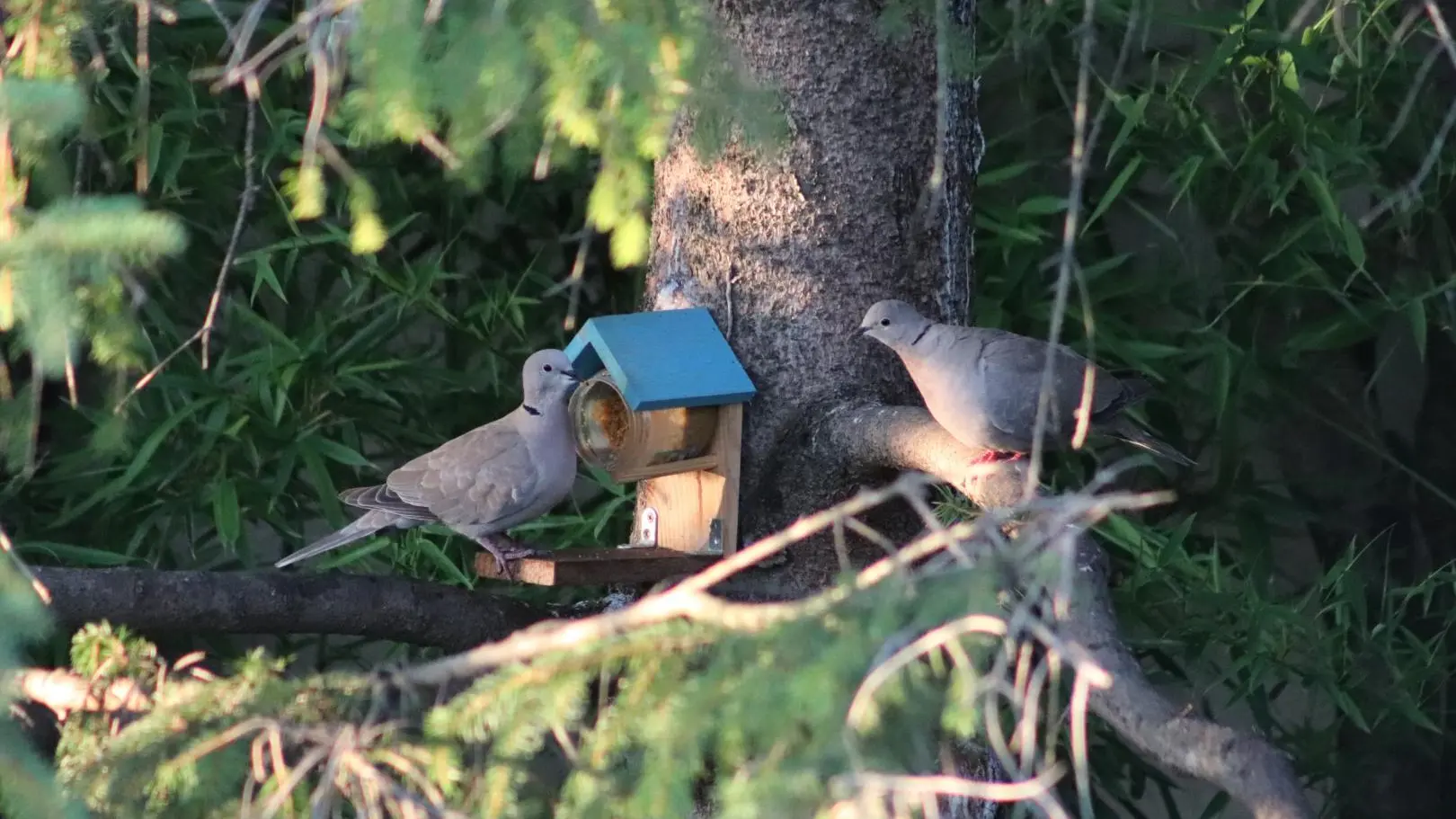 Les Aucèus aux p'tit déj à l'Oustau.
