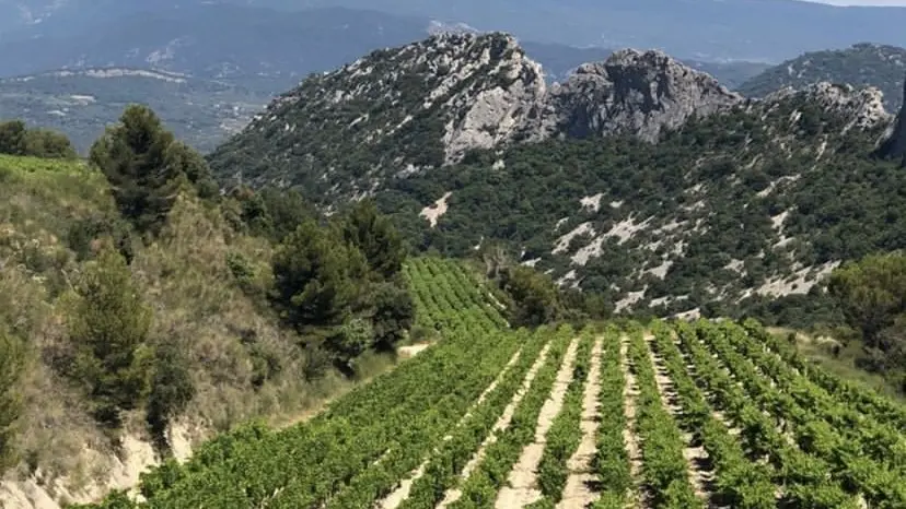 Les vignes