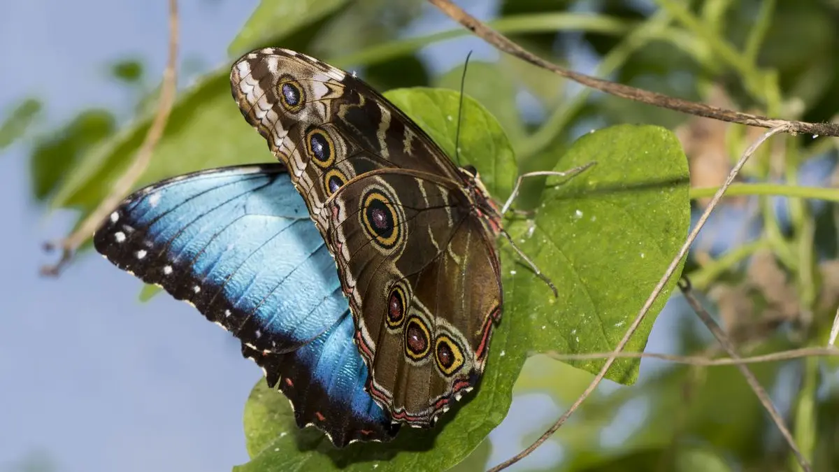 Carbet Amazonien, ferme aux papillons