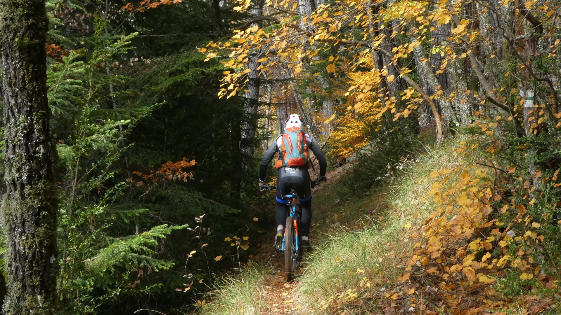 Ambiance forestière