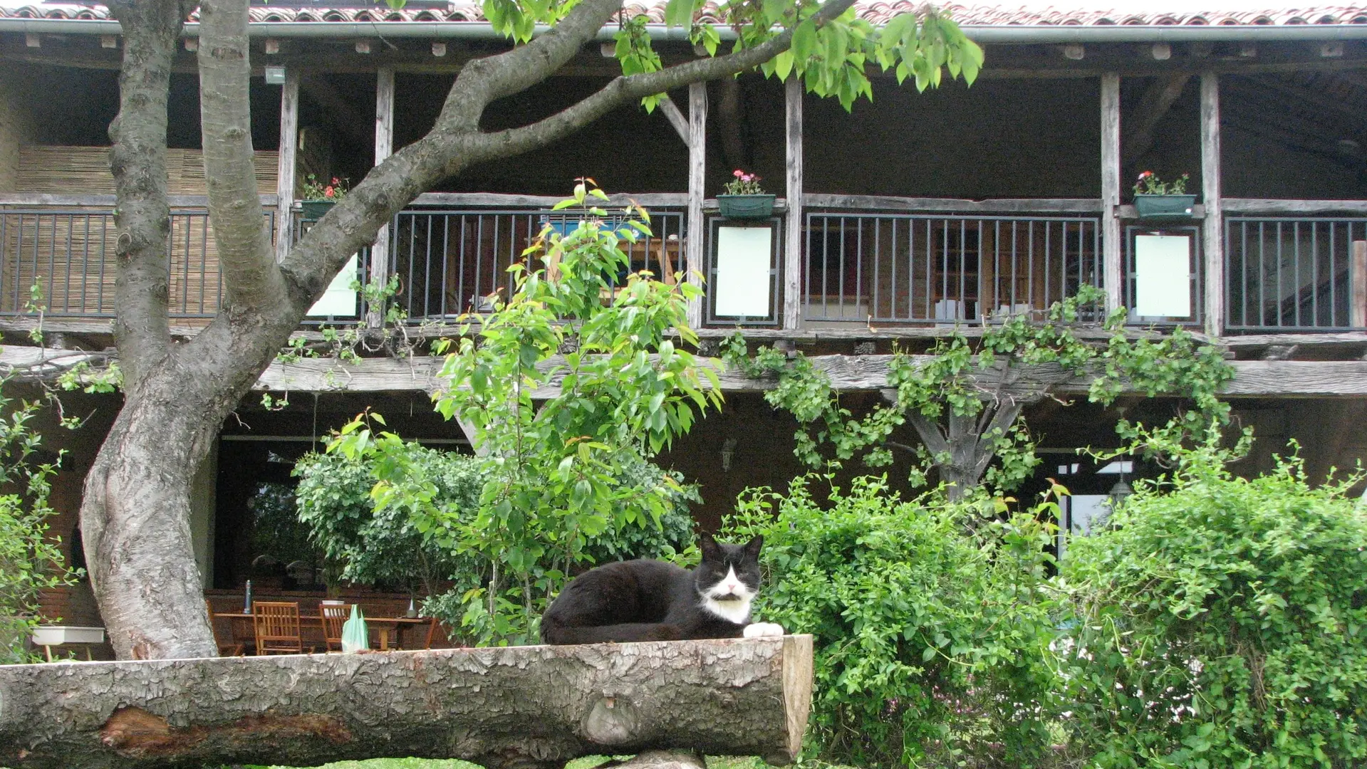 Picasso, notre chat, vous accueille aussi