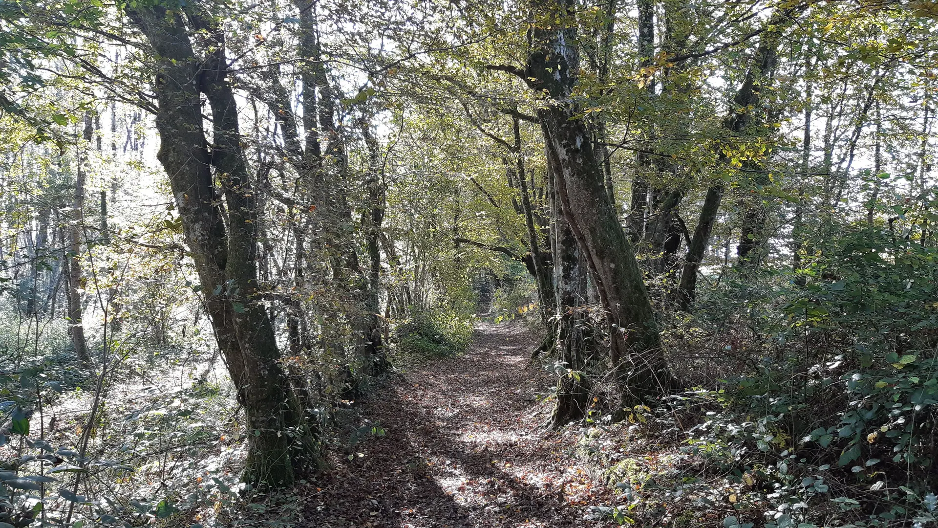 Circuit VTC-VTT n°4 (rouge) - La Voie Royale