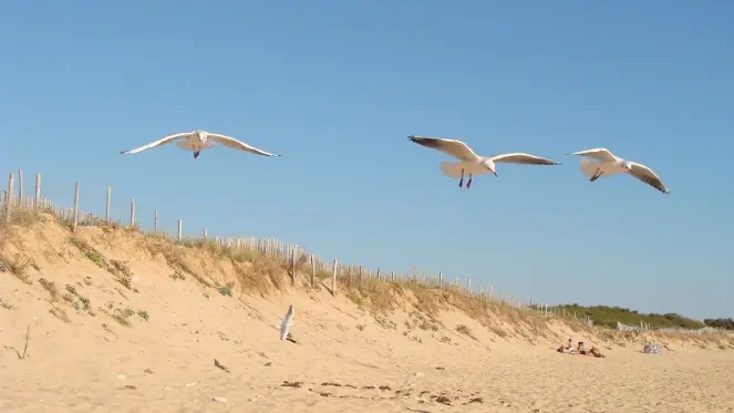 Mouettes à Montamer