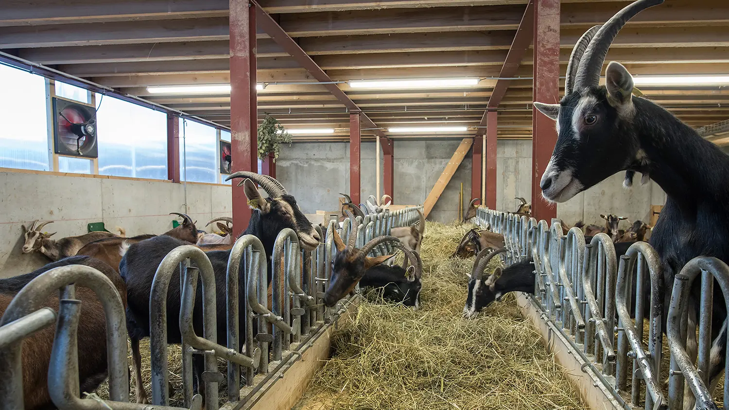 La Ferme des Hauts Forts