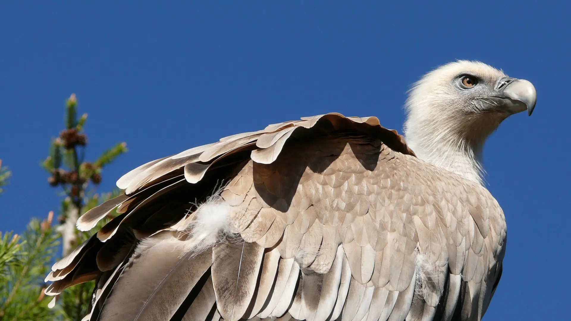 Parc Animalier de Serre-Ponçon LE SAUZE-DU-LAC