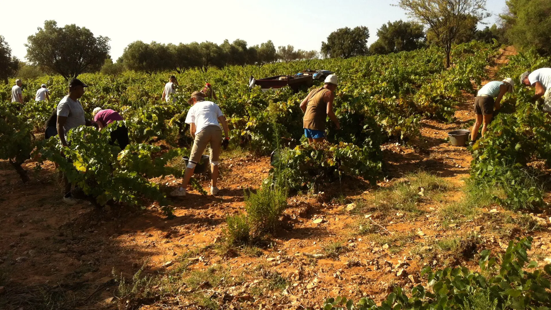 Les domaines viticoles en Méditerranée Porte des Maures