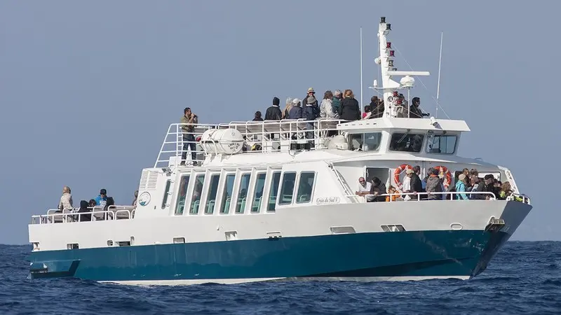 Sortie Porquerolles et dauphins