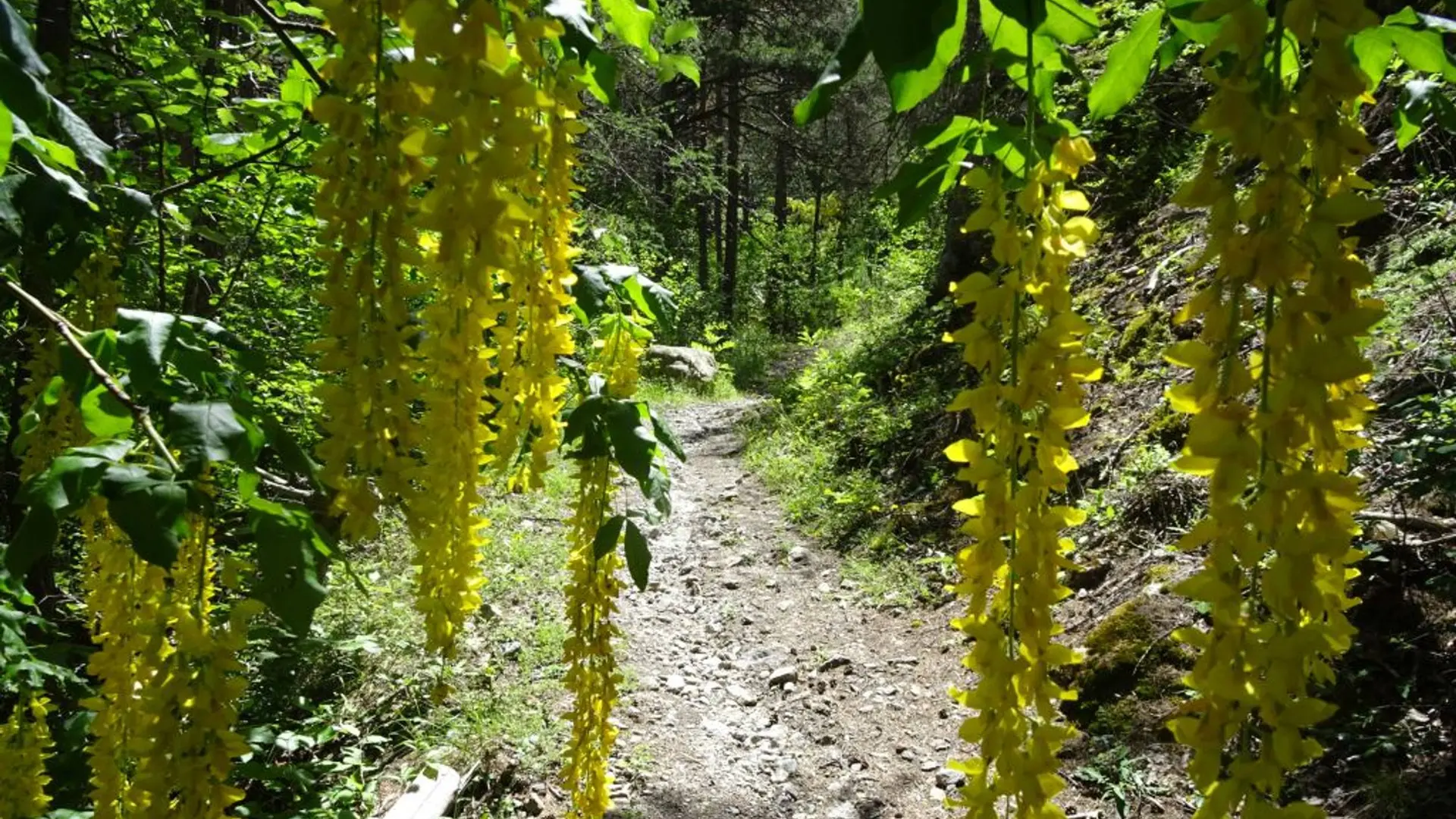 Le sentier du Cloutas