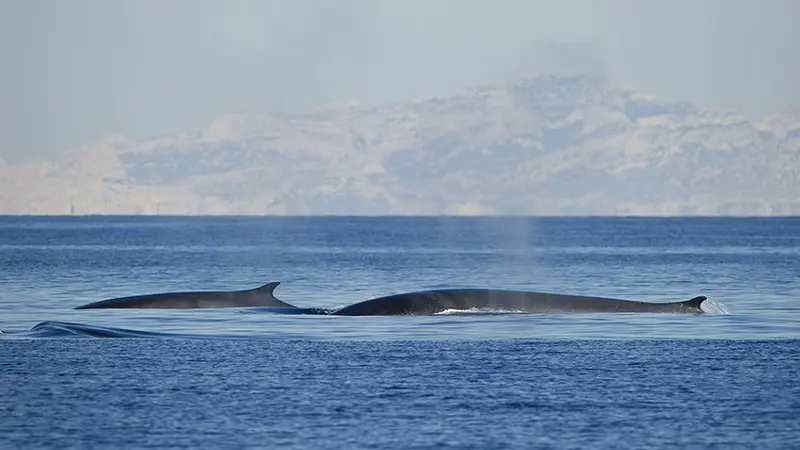 Sortie baleines et dauphins