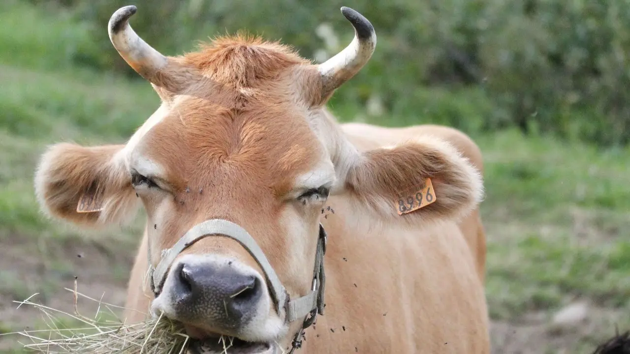 Vache de race jersiaise mangeant du foin sur une colline verdoyante.