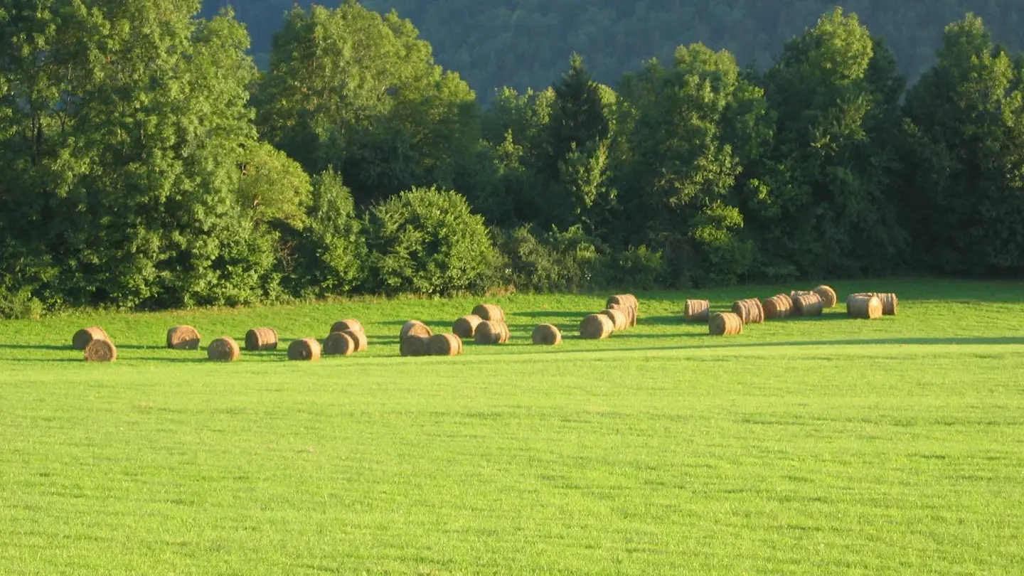 Vue sur les prés depuis la terrasse