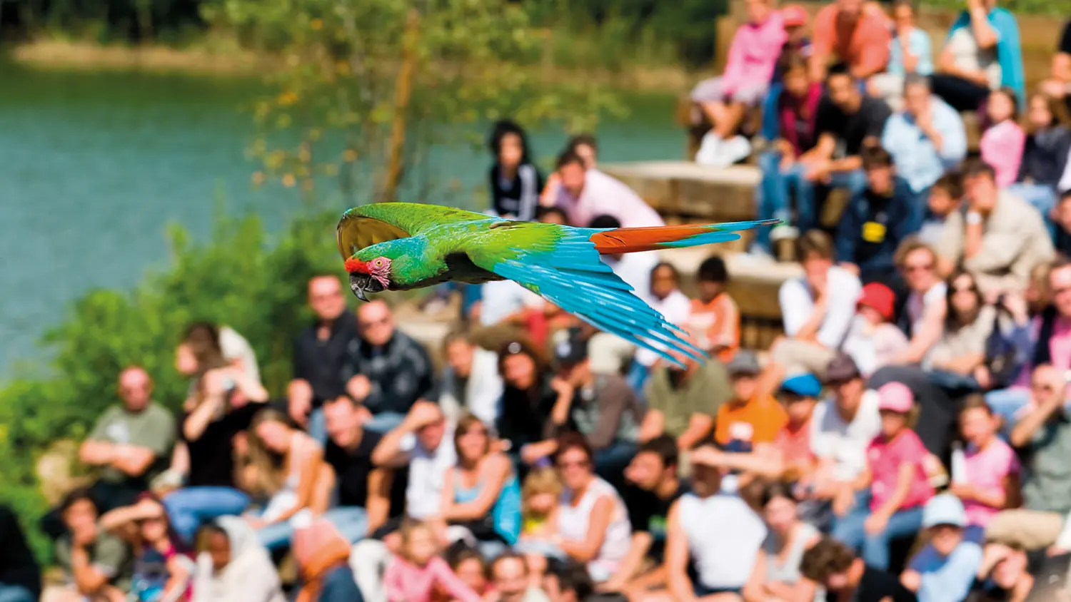 Spectacle des oiseaux en vol - Parc des Oiseaux