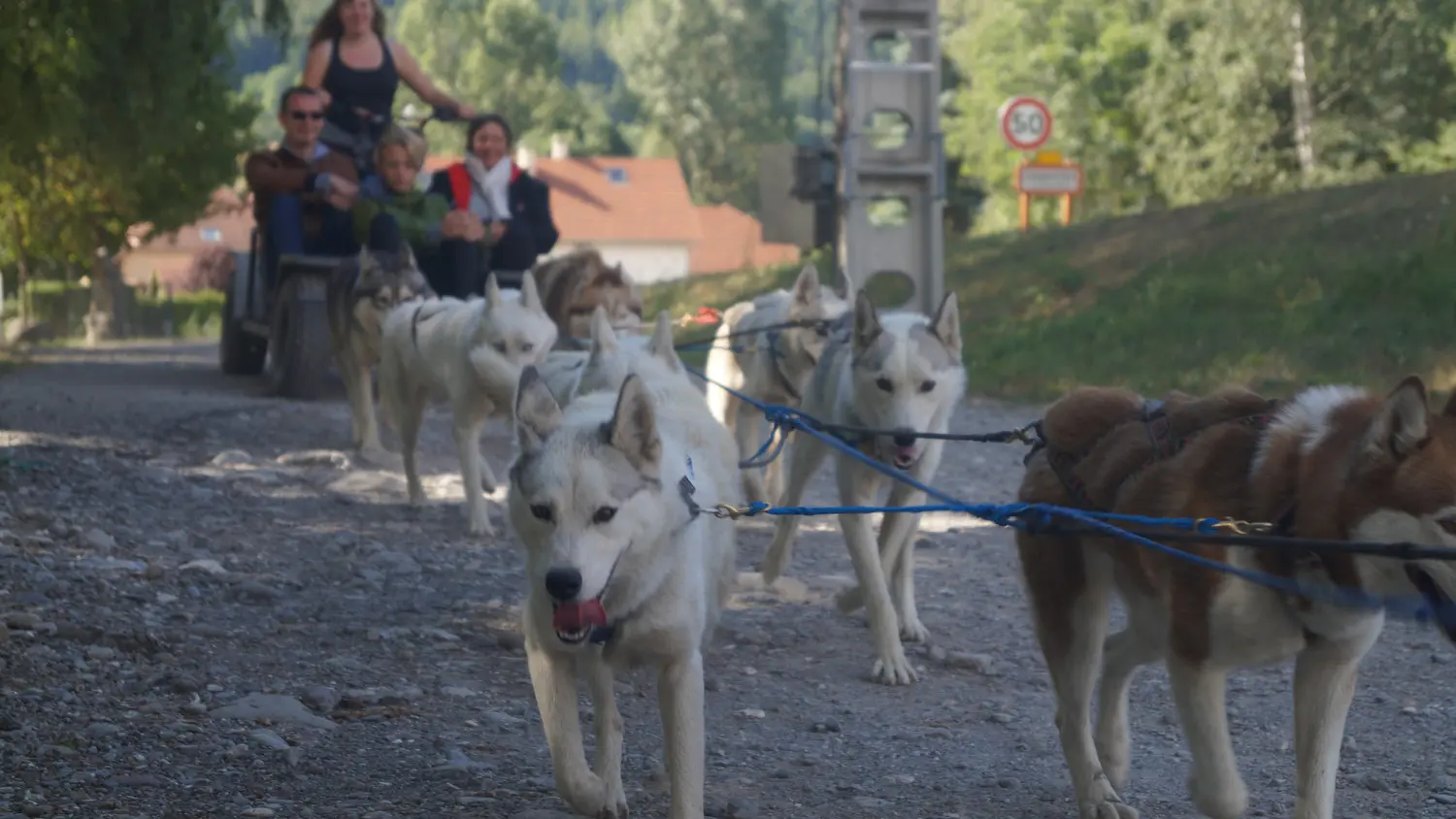 Cani-kart avec Travel Dog