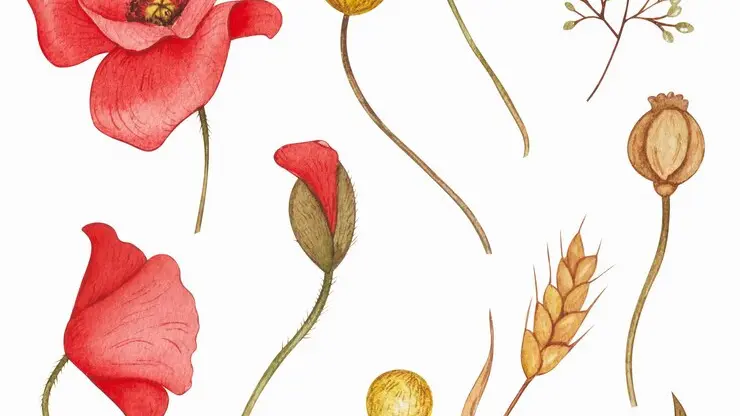 Planche d'herbier représentant l'évolution d'un coquelicot