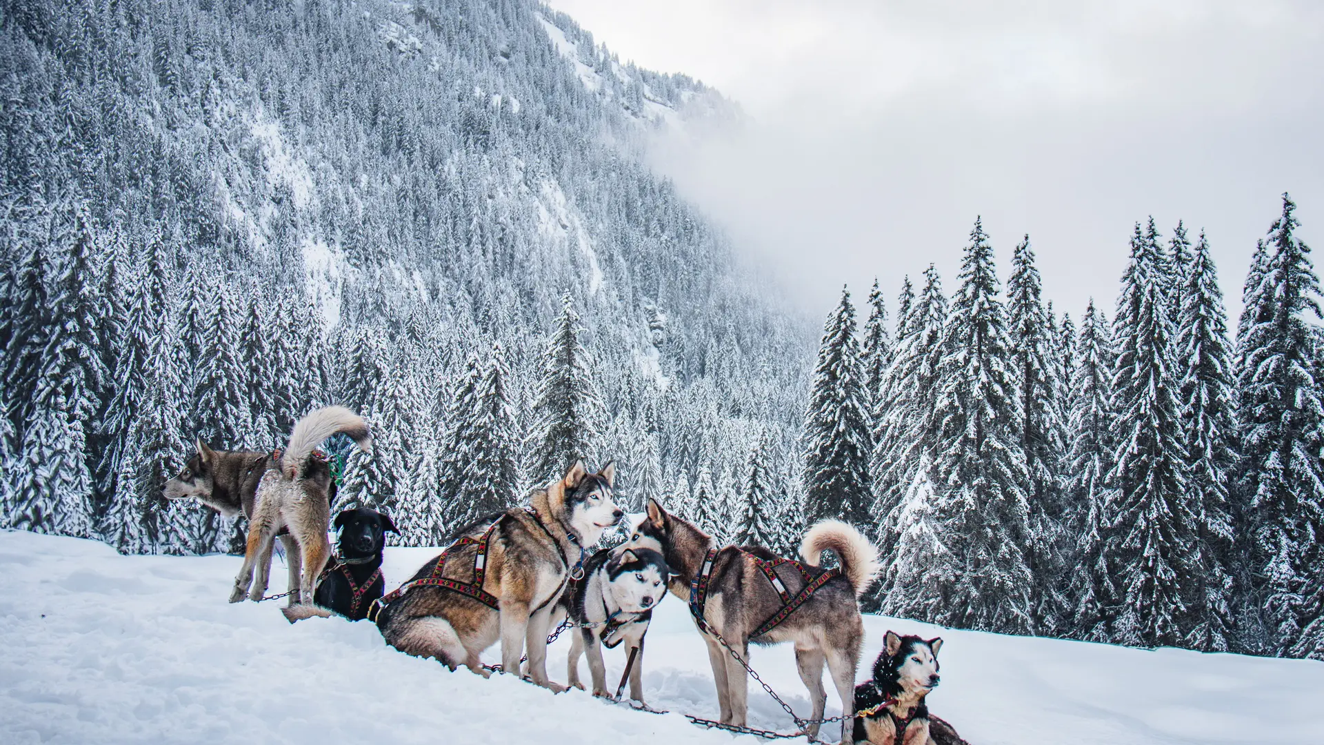 Début de la prestation avec l'ensemble de la meute