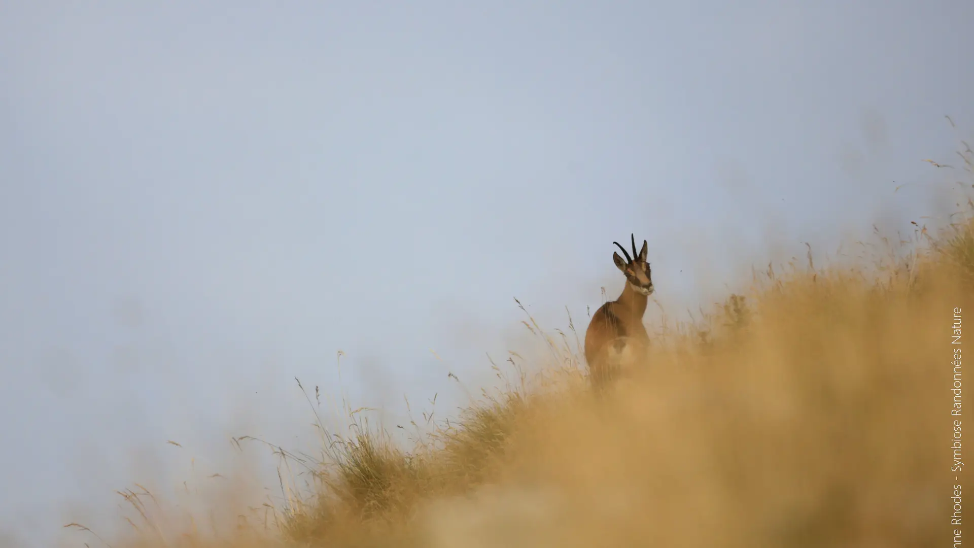 Symbiose Randonnées Nature CROTS