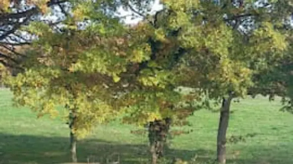 L'étang