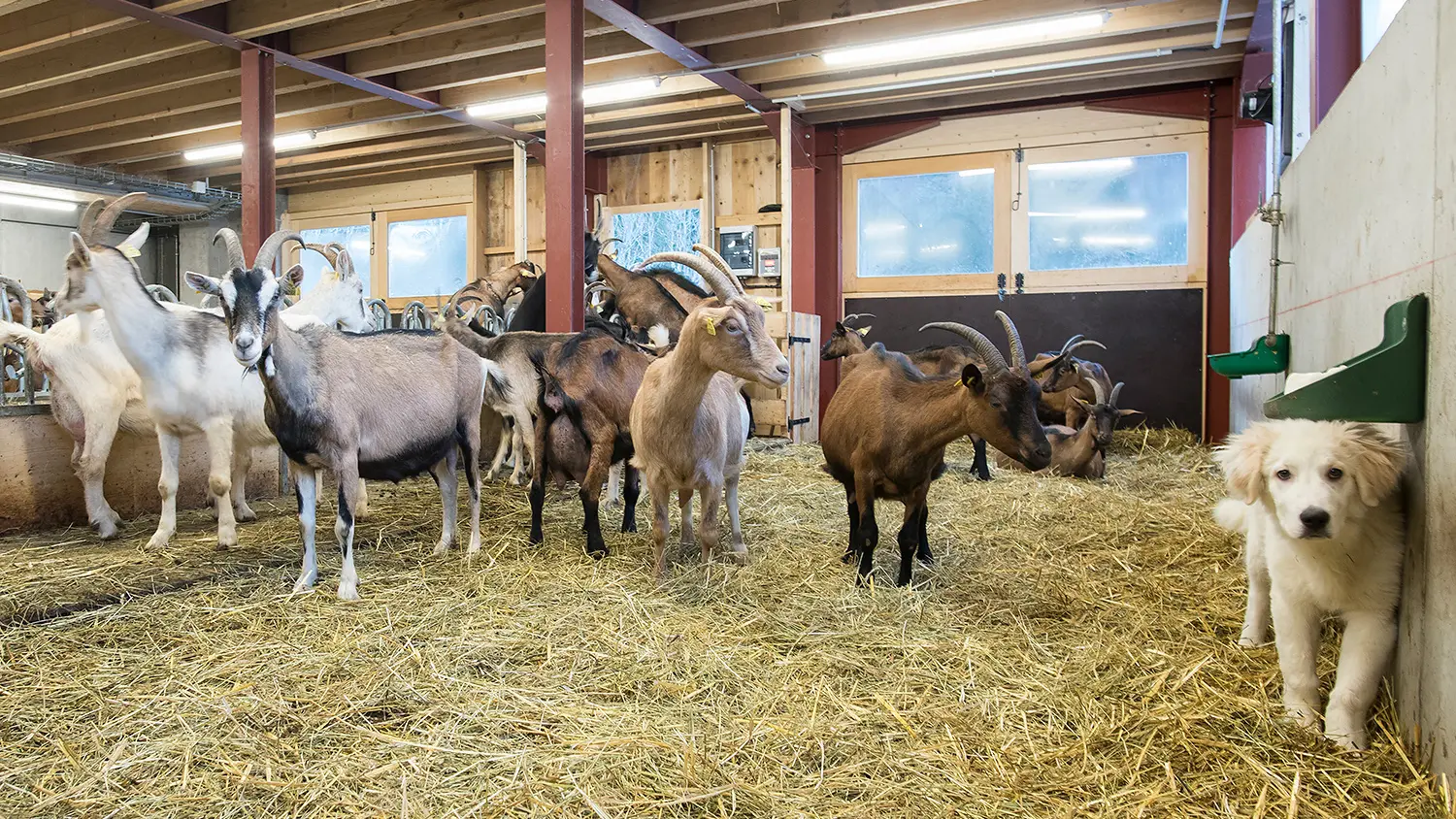 La Ferme des Hauts Forts