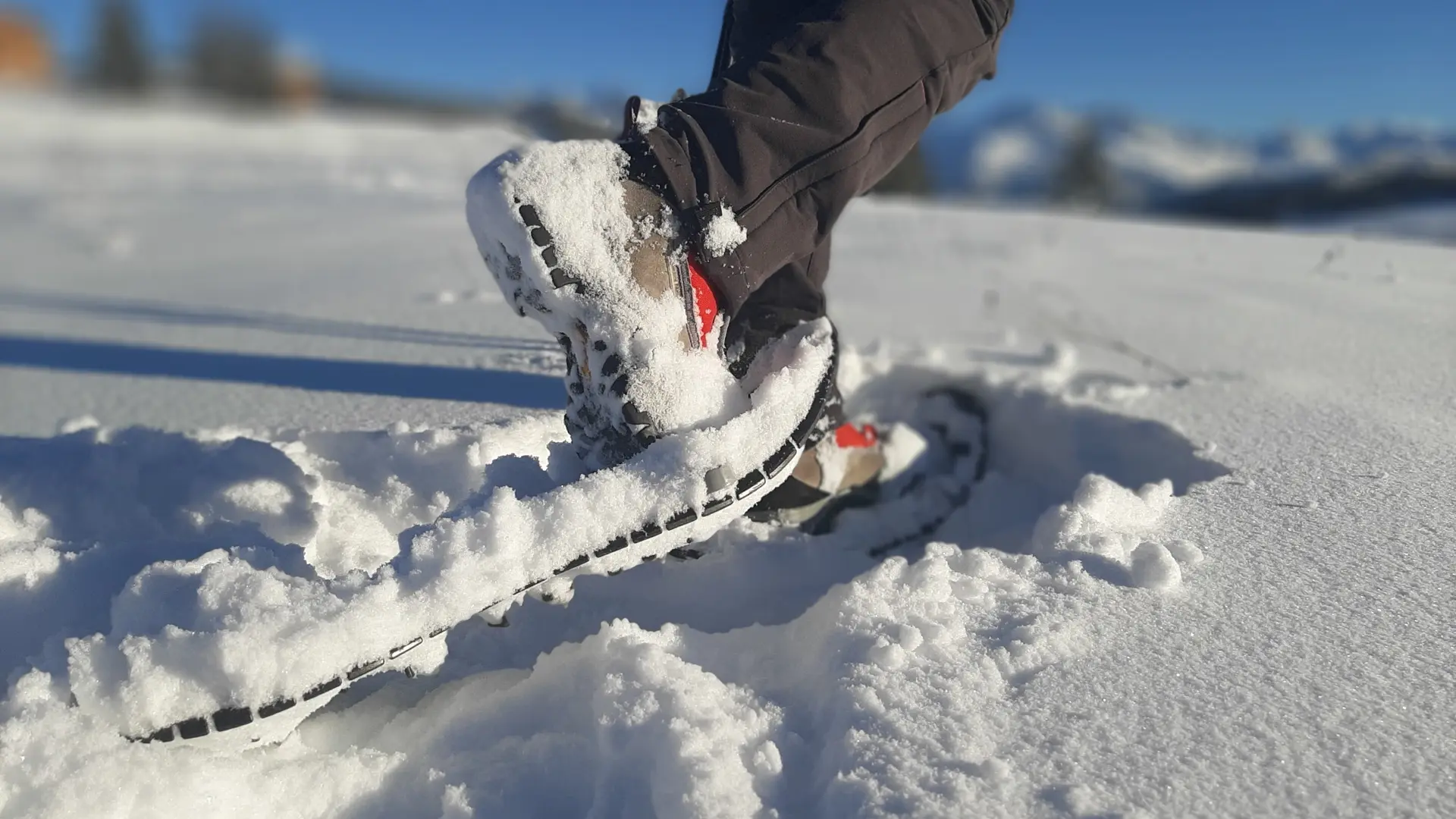 A la découverte de la faune du Beaufortain