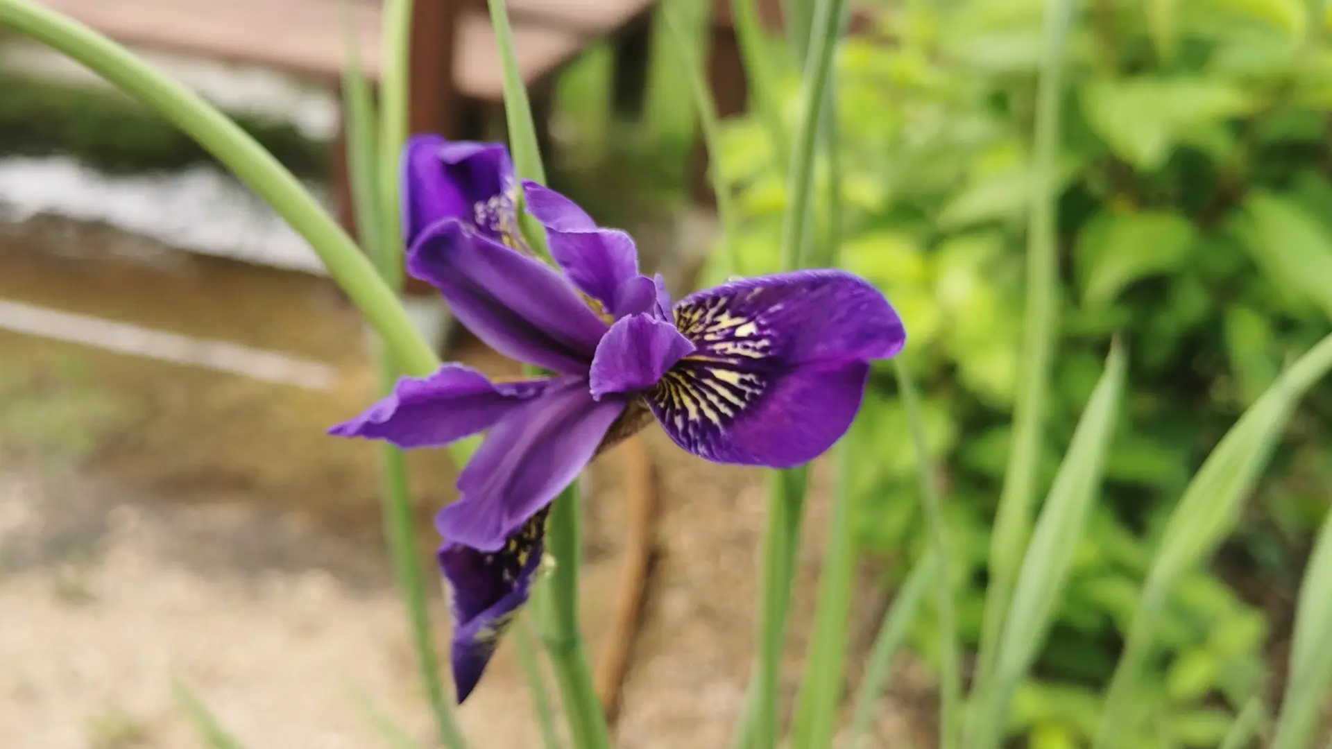 Iris Delavayi dans le Jardin Delavay