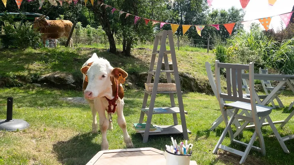 Veau de race montbéliarde dans un pré avec des tables et des chaises de jardin grises.