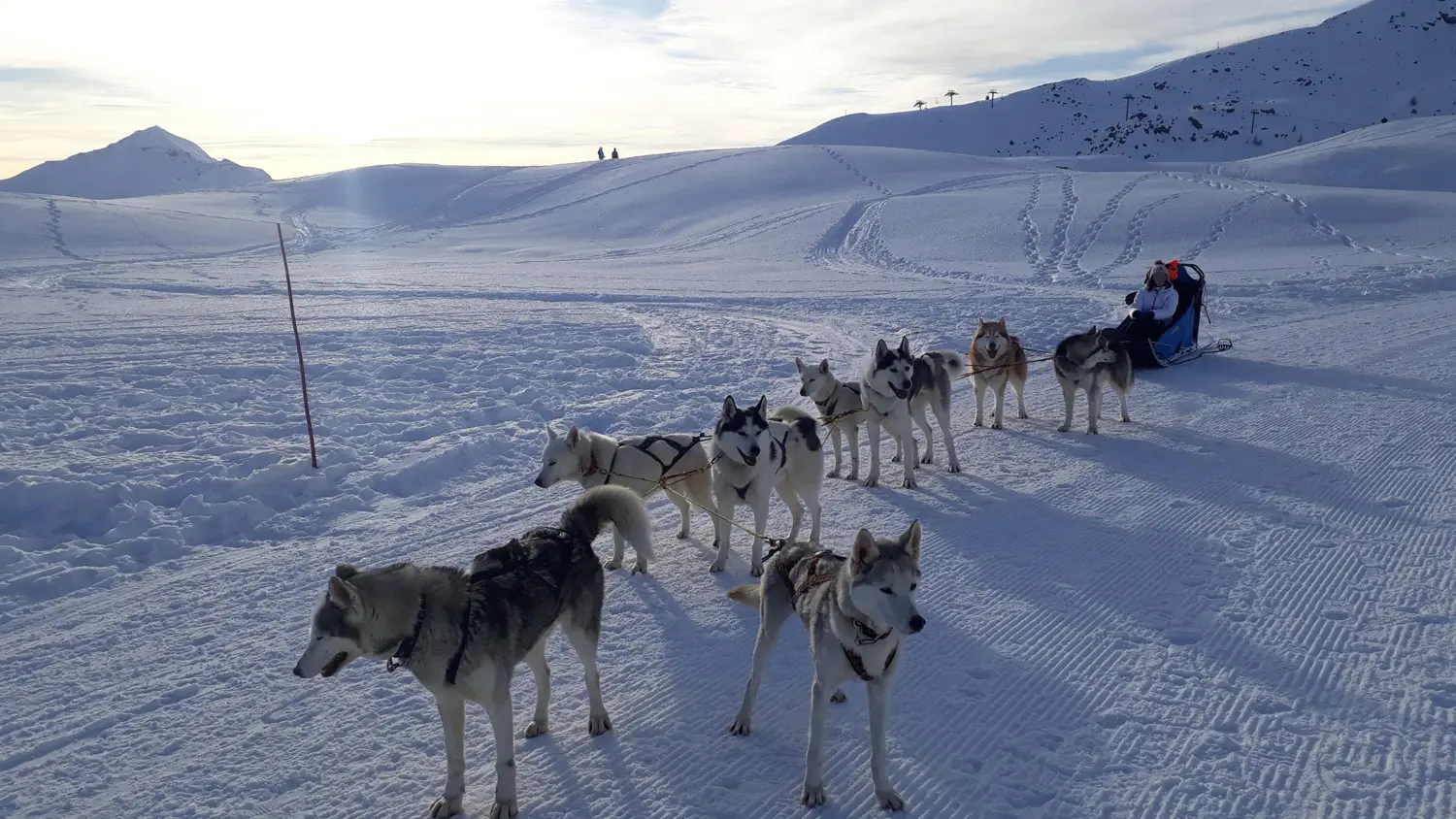 Chiens de traineaux avec Travel Dog