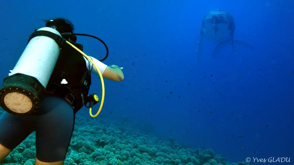 Tahaa Diving