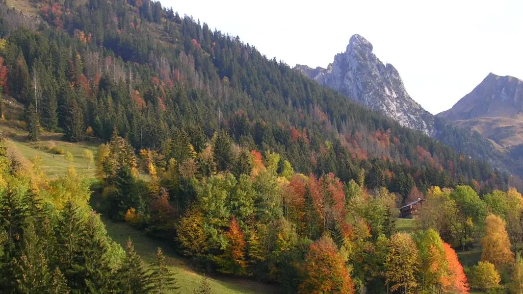 Vue du gîte : l'Aiguille de Manigod et la forêt en automne.
