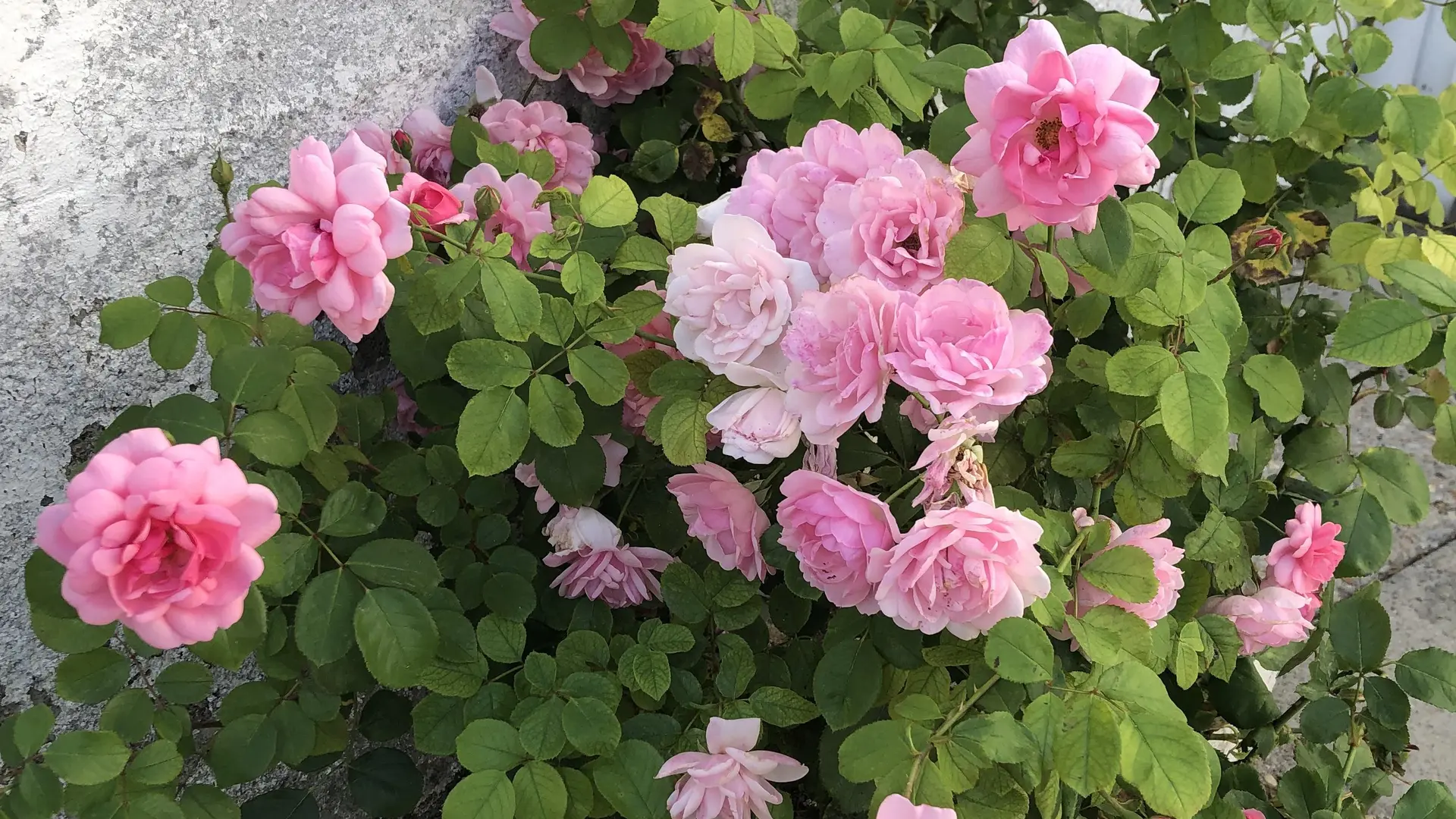 Our lovely rose bushes!