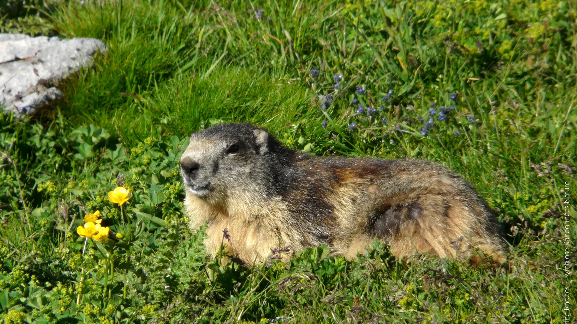 Symbiose Randonnées Nature CROTS