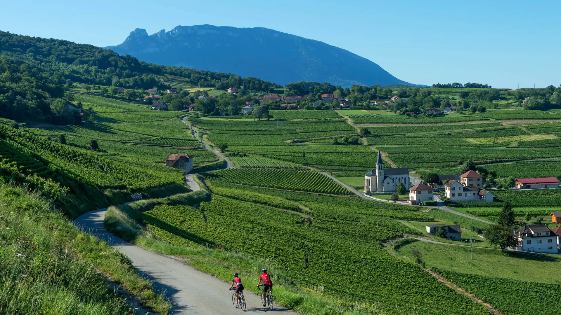 Passage dans les vignobles de Jongieux