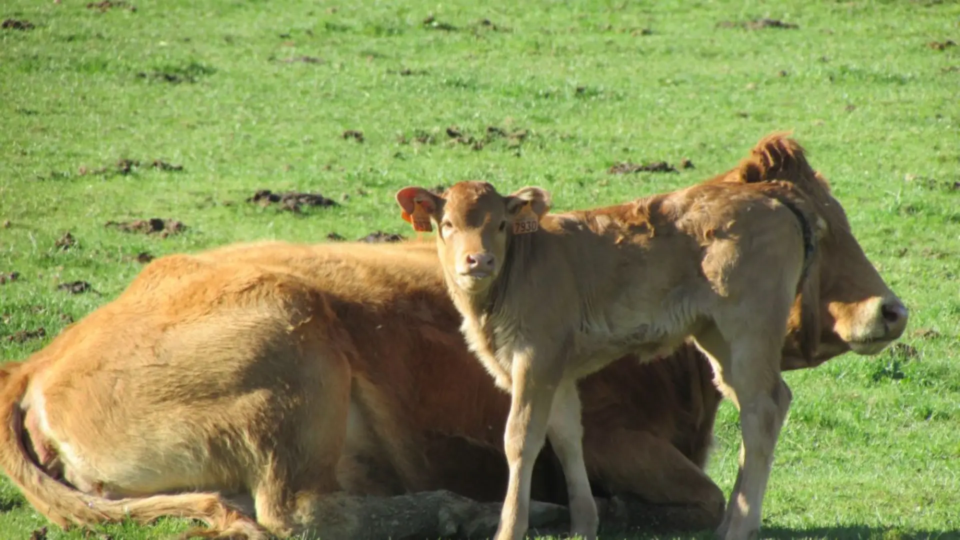 La Ferme aux Limousines