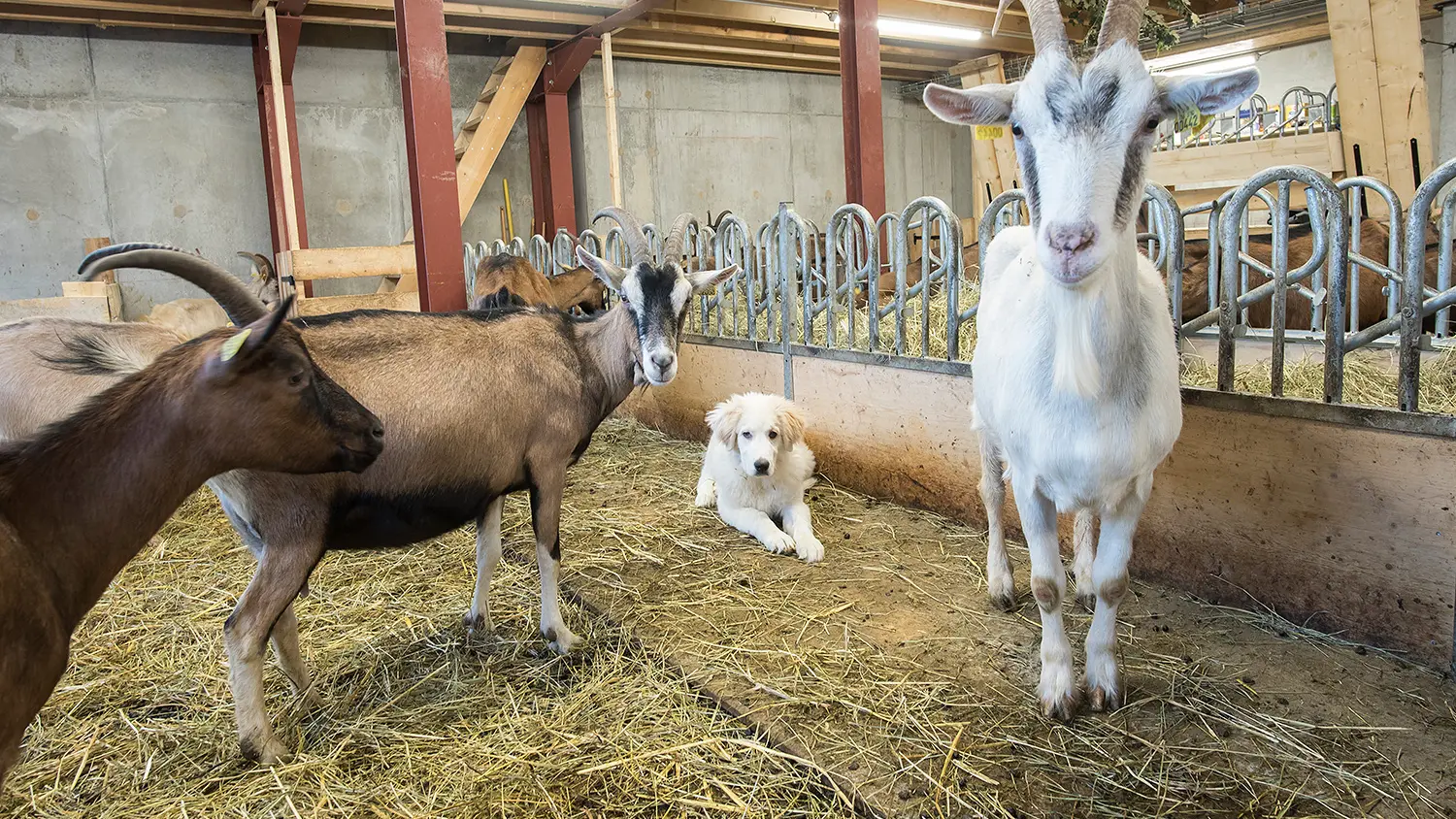 La Ferme des Hauts Forts