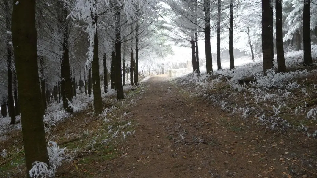 Sentiers de randonnées sous les sapins givrés !