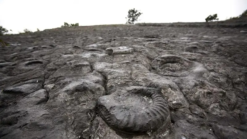 Dalle à ammonites - © M. Cristofani / Coeurs de nature / SIPA