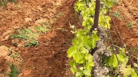 Les domaines viticoles en Méditerranée Porte des Maures