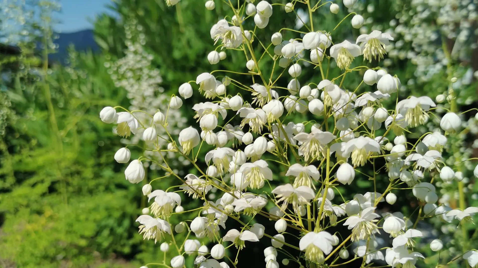 Thalictrum Delavayi Slpendide White dans le Jardin du Père Delavay