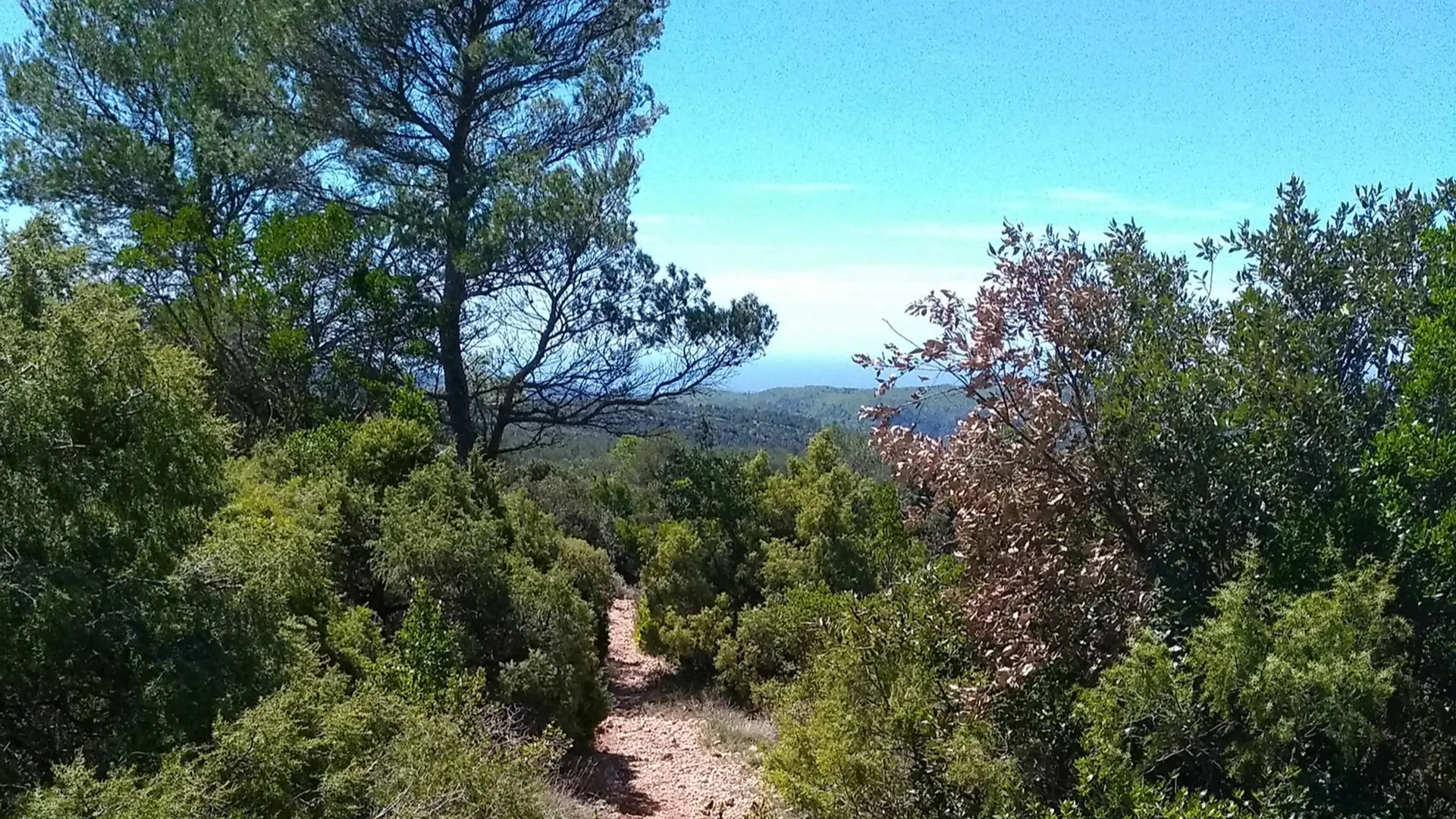 Vue sur le sentier entouré de sa végétation méditerranéenne