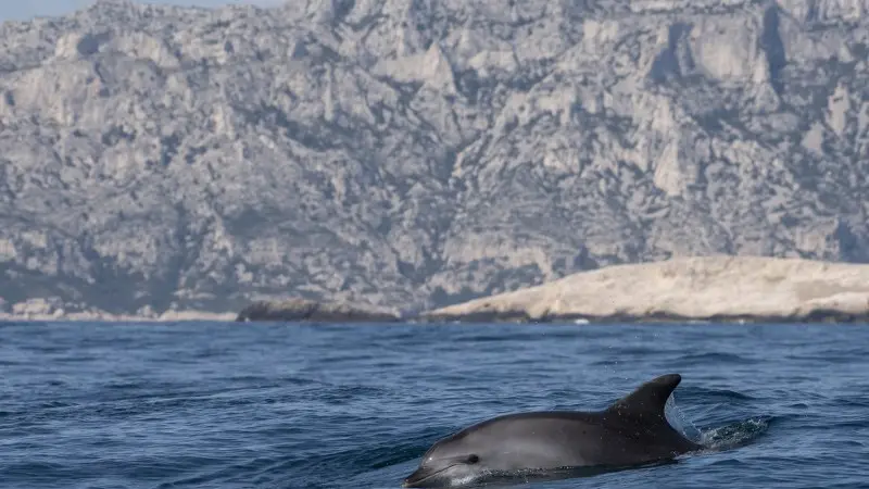 Sortie baleines et dauphins