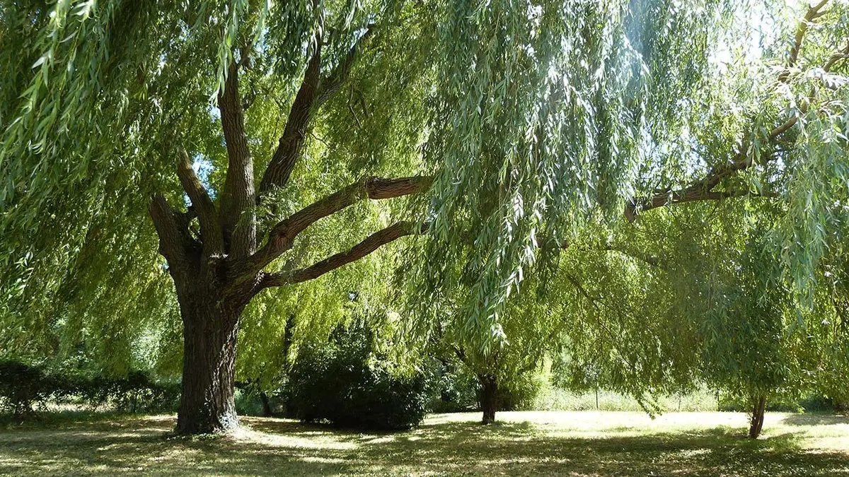 Saule piscine