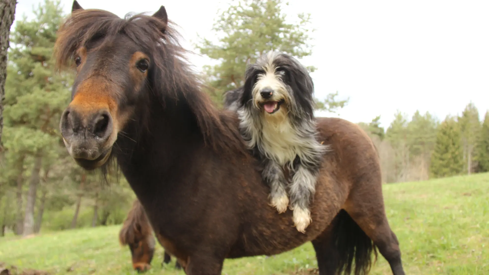 Les Chevaux de Capucine