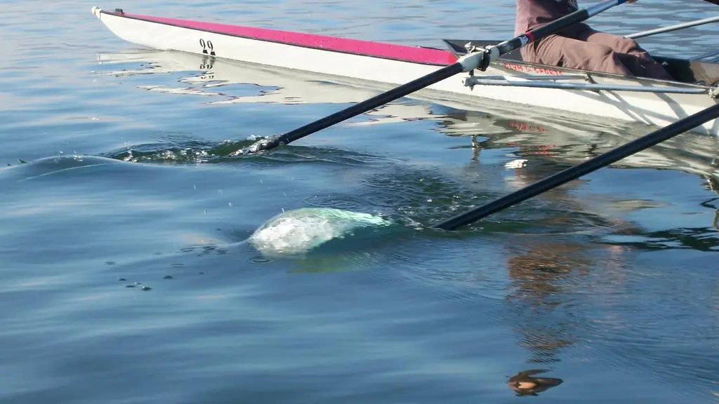 aviron sur le lac de St Cassien