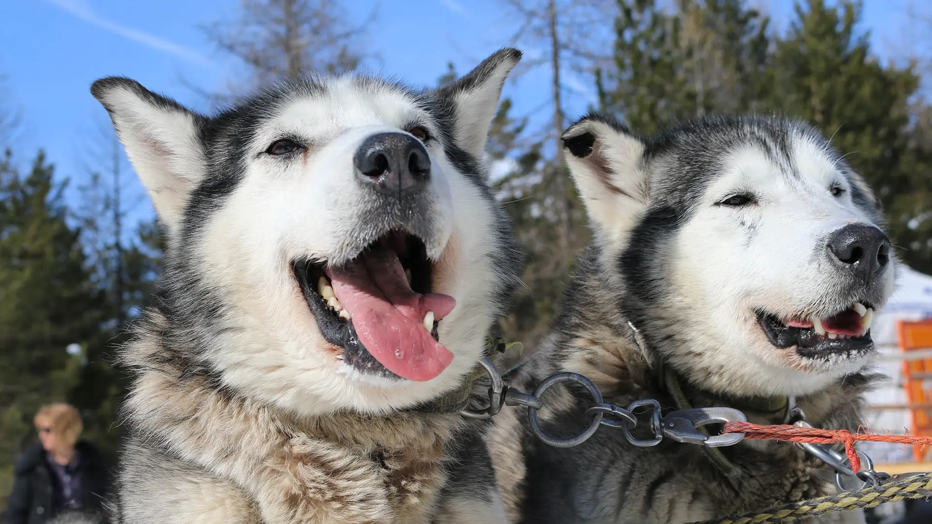 Montagnes d'Ubaye - Chiens de traineau