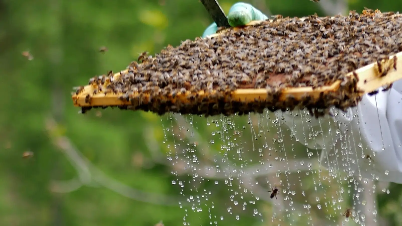 nectar de la journée