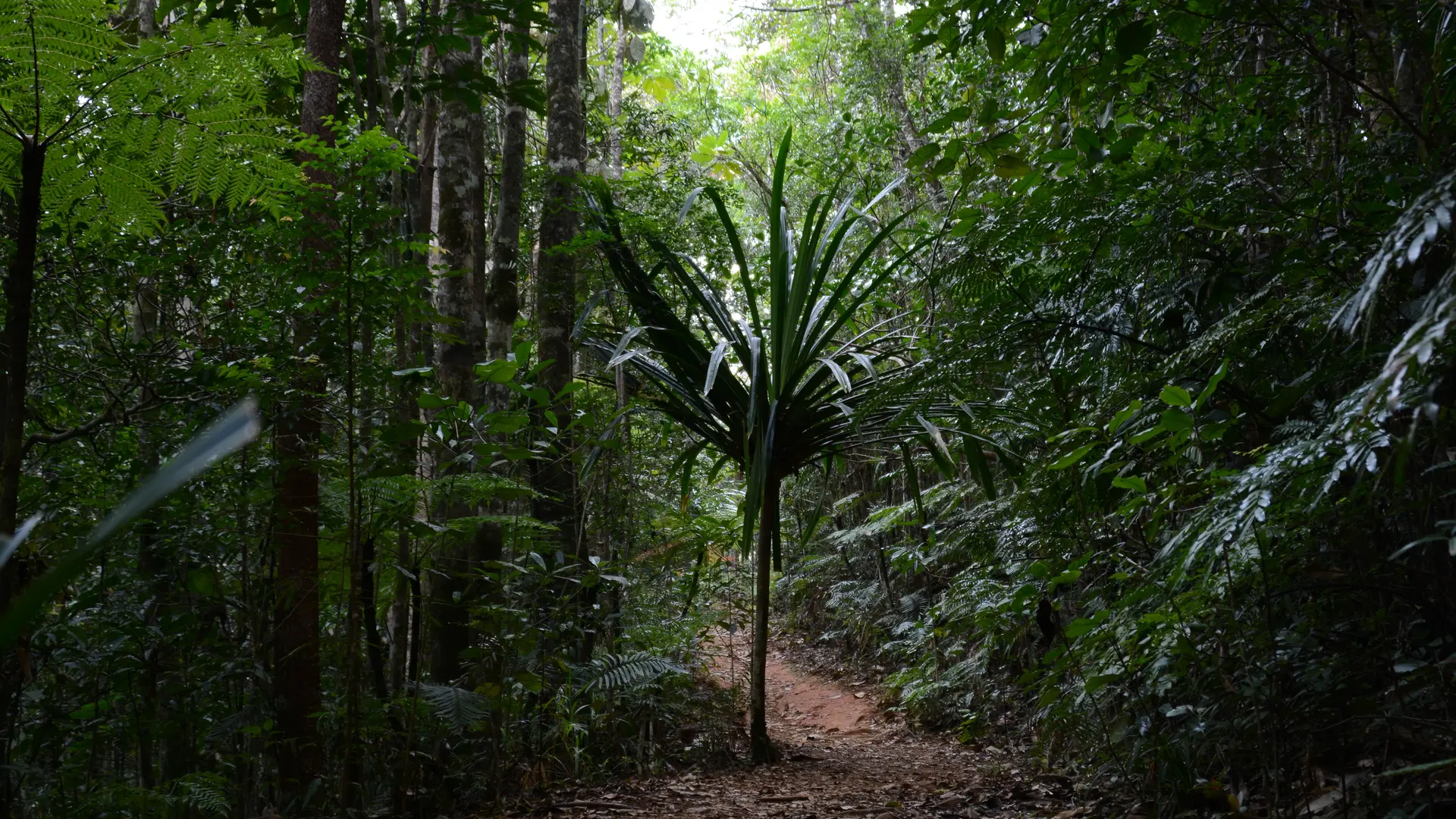 Le sentier du Houp Géant
